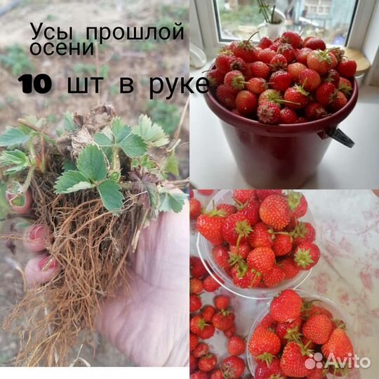 Клубника ремонтантная