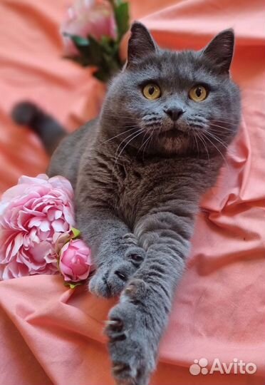 Британская кошка Плюша