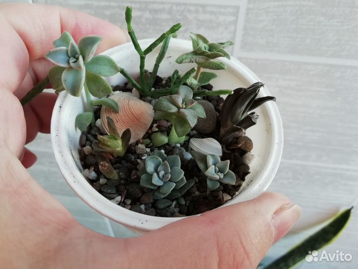 Суккуленты, композиции