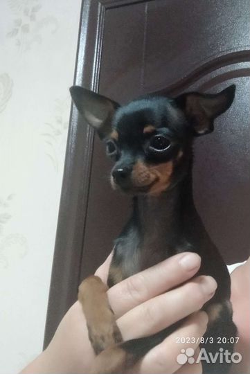 Мини тойчики