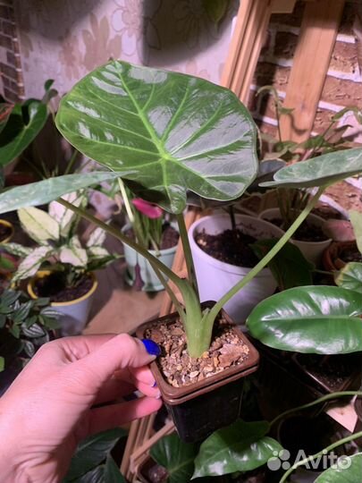 Аллоказия Ригл Шилдс