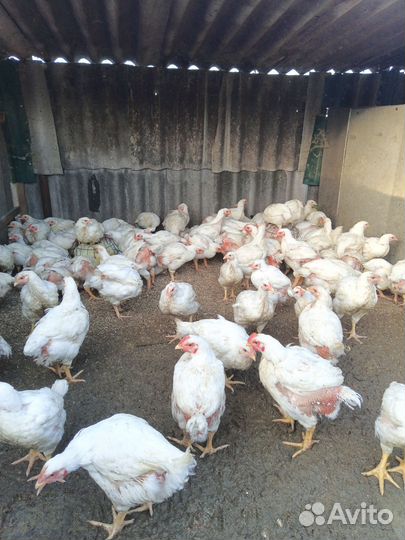 Куры цыплята