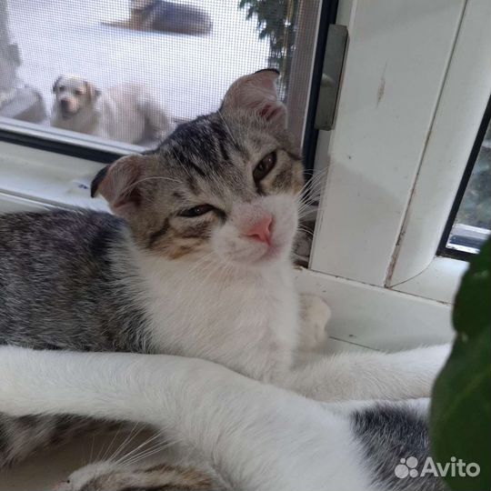 Кошка в дар