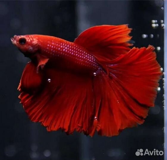 Рыба петушок