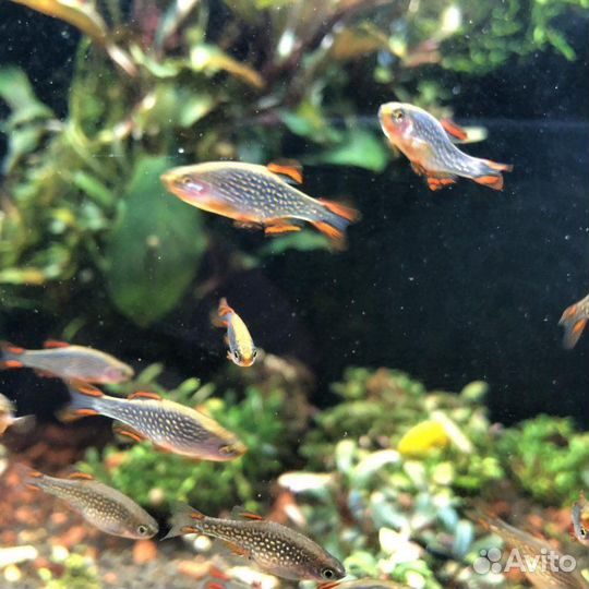 Аквариумные рыбки