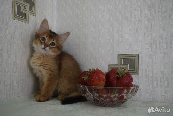 Сомалец - голубец