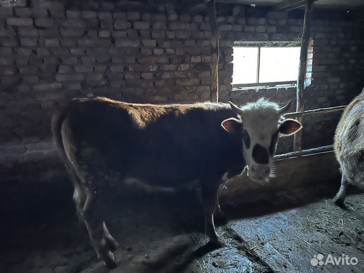 Коровы и телки