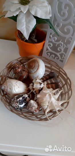 Морские ракушки раковины в корзинке