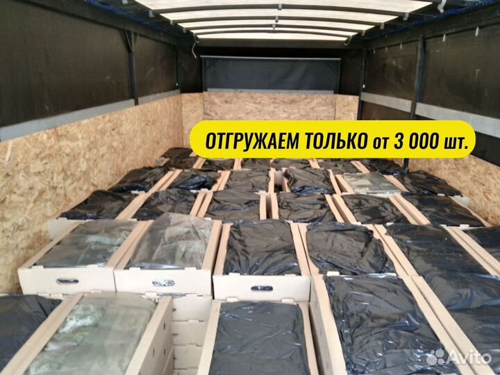 Саженцы сосны зкс