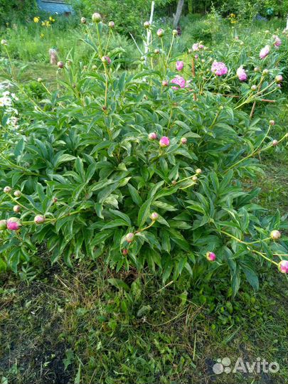 Кусты пионов