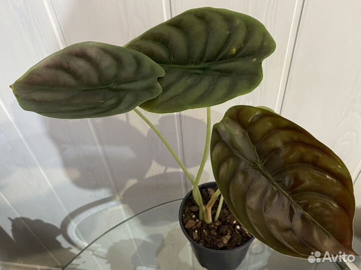 Алооказия Ред сикрет