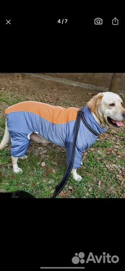 Костюм для крупной собаки