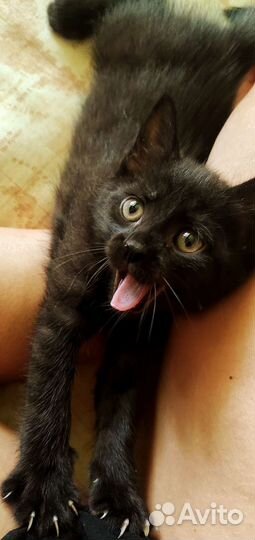 Кошечка девочка