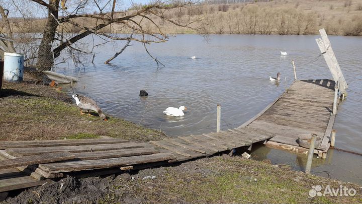 Инкубационное яйцо гусиное