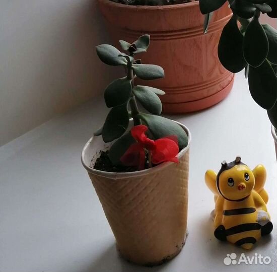 Денежное дерево