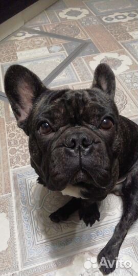 Вязка собак