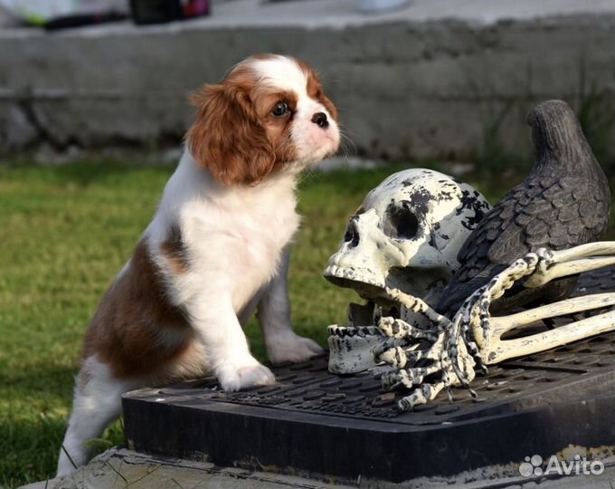 Кинг чарльз спаниель