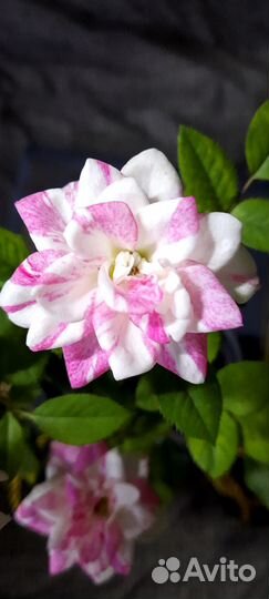 Роза кардана Пия