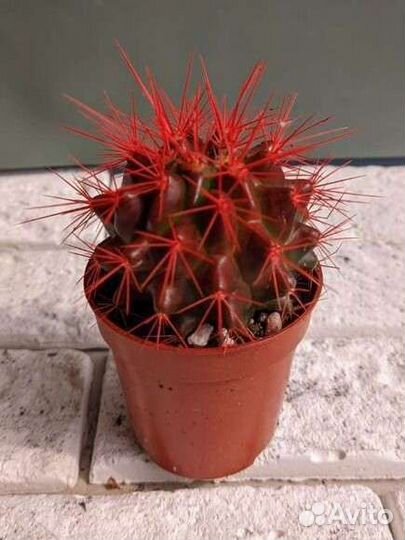 Эхинокактус (цветной)