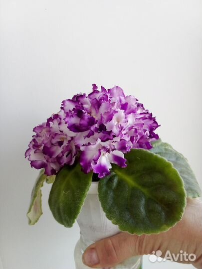 Фиалка взрослая Егорка молодец