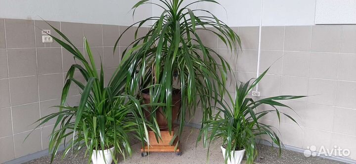 Пальма панданус