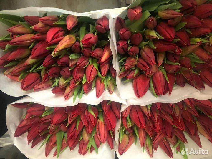 Букет из тюльпанов 51 тюльпанов