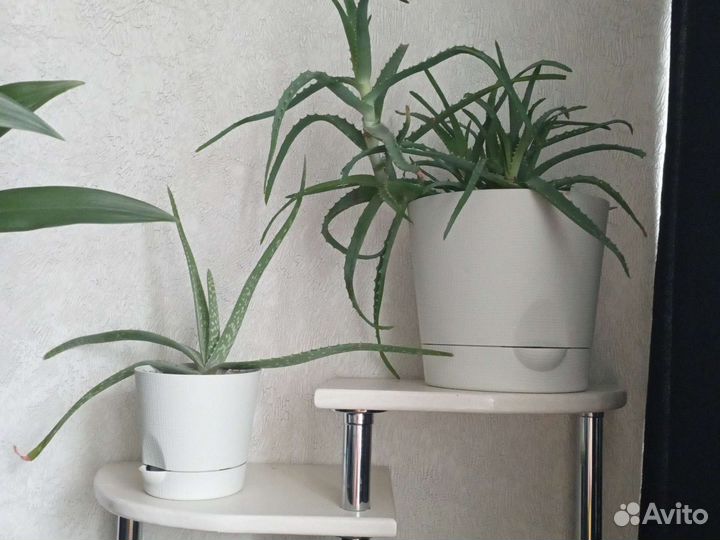 Комнатные растения цветы