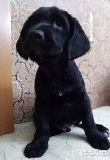 Метис Спаниеля и Лабрадора