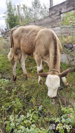 Телята и дойные козы