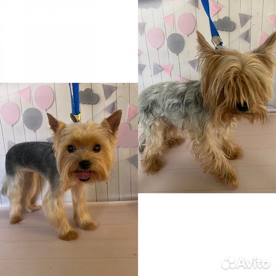 Груминг стрижка собак