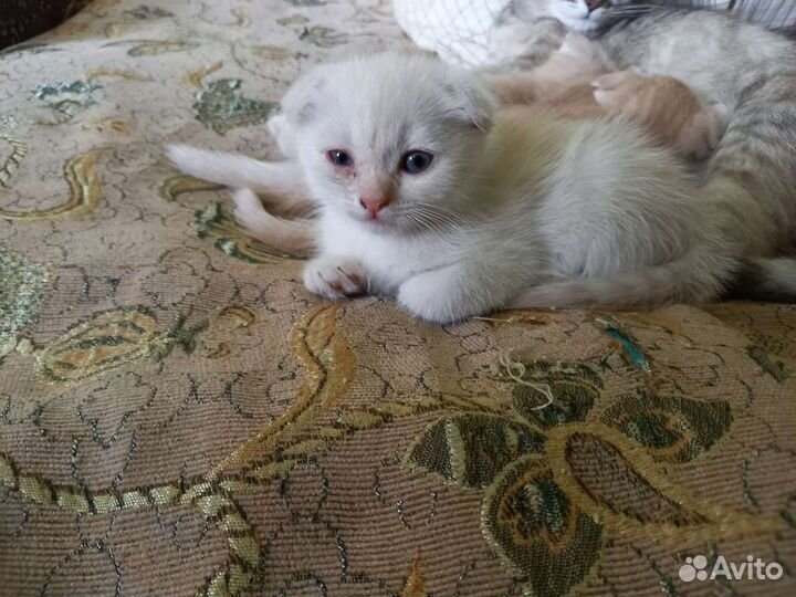 Потерялась белая вислоухая кошечка