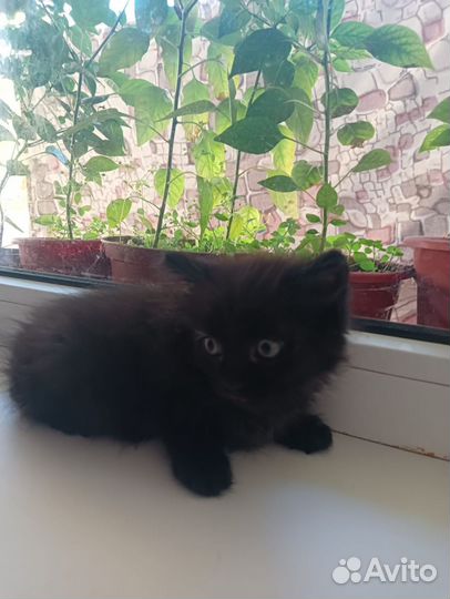 Микромилаши