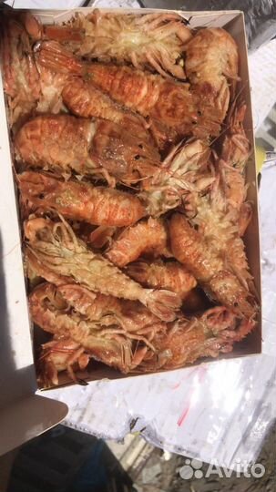 Икра, Медведка, Креветка, Рыба, Краб