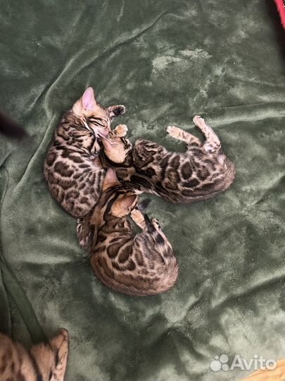 Бенгальские котята