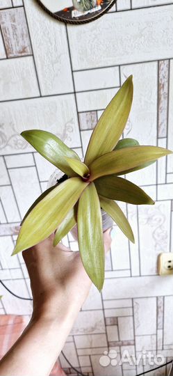 Традесканция рео желтая