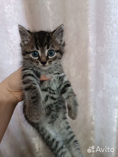 Котëнок, котик в дар