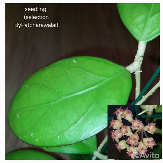 Хойя hoya
