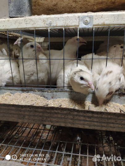 Яйца перепелиные инкубационное.Белый техасец