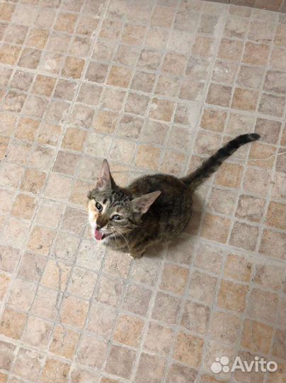 Кошка в дар