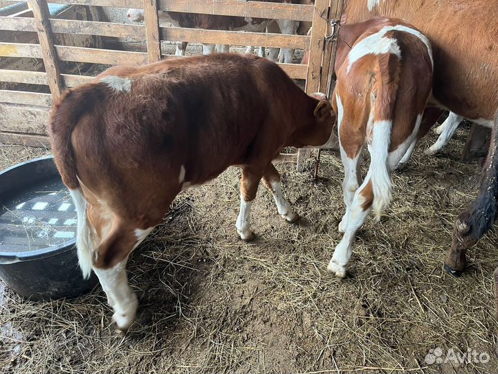 Телята телочки породы симментал