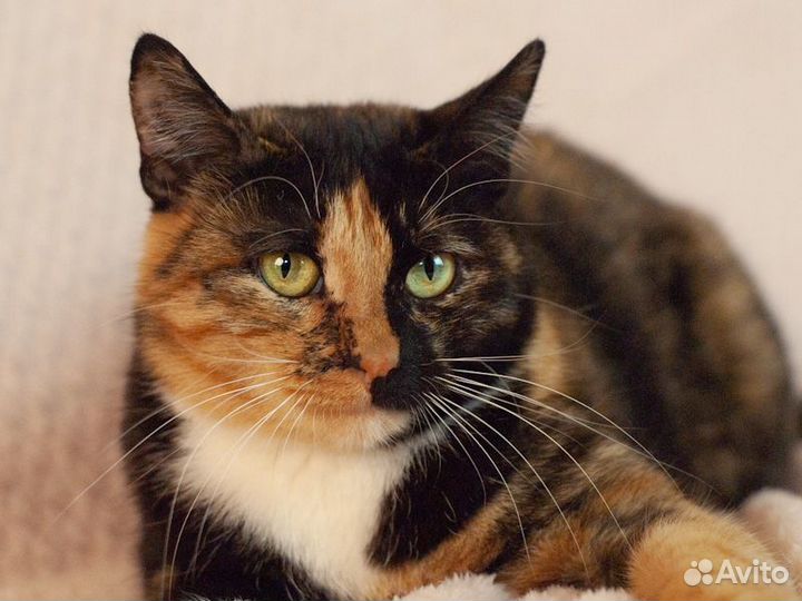 Кошка в добрые руки