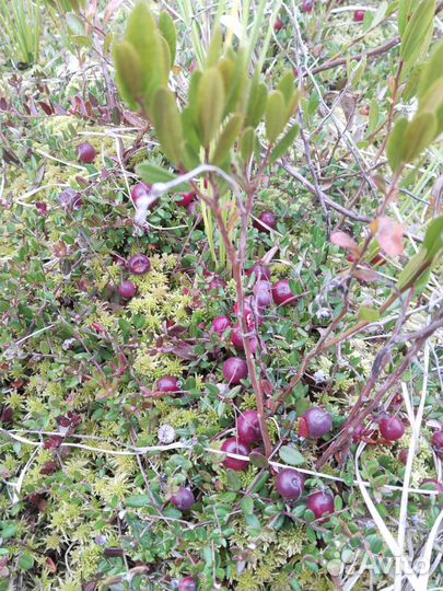 Клюква свежая