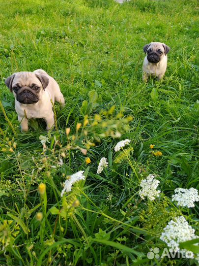 Продажа мопсов