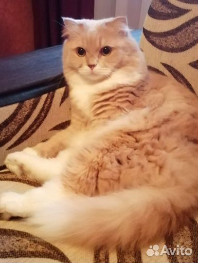 Кот