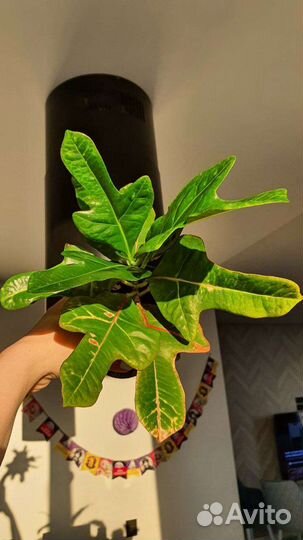 Кодиеум кротон экселент