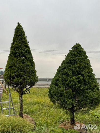 Можжевельник формированный виргинский