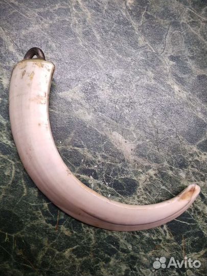 Кабаний клык