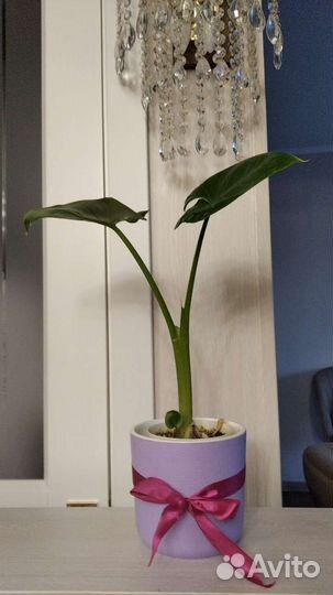 Калла белая корневая