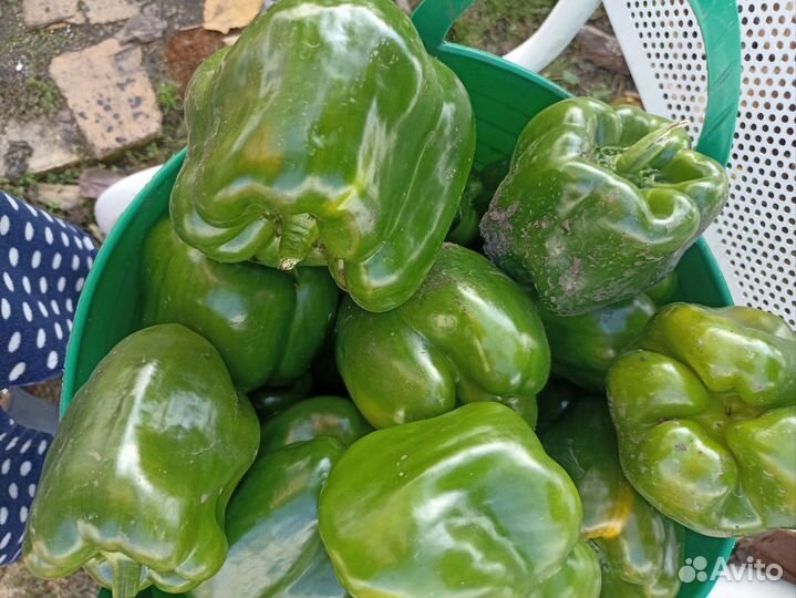 Перец болгарский домашний