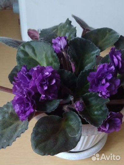 Фиалка детка